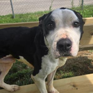 Wazowski, Pit Bull Terrier, adult, available for adoption