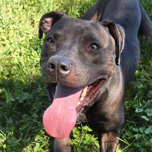 Atlas, Pit Bull Terrier, adult, available for adoption