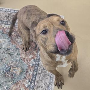 A brindle-colored dog with a white chest and paws is standing on a patterned rug, sticking its tongue out to lick its nose.