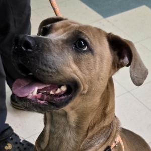 Cookie, Pit Bull Terrier, adult, available for adoption