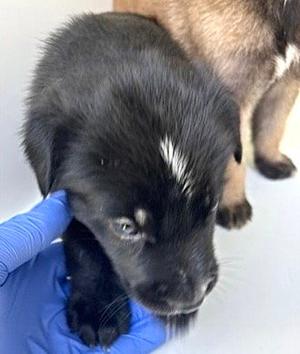 A661731, Labrador Retriever, puppy, available for adoption