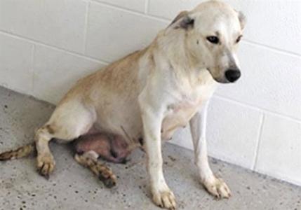 A light-colored dog sitting on a concrete floor against a white tiled wall. The dog appears to be pregnant or nursing, with visible teats and a slightly swollen abdomen.
