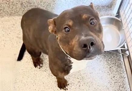 A658778, Plott Hound, young, available for adoption