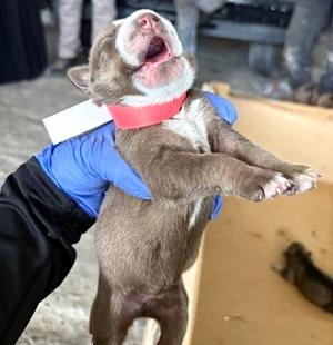 A660818, Labrador Retriever / Siberian Husky, puppy, available for adoption