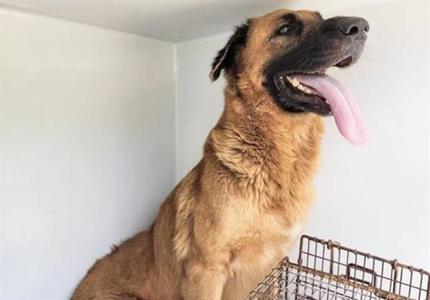 A658176, German Shepherd Dog, adult, available for adoption