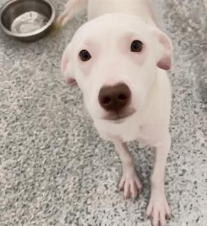 a white dog looking up at the camera