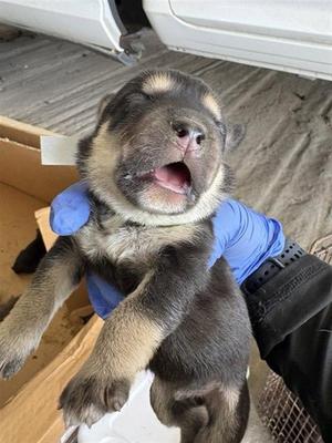 A660815, Labrador Retriever / Siberian Husky, puppy, available for adoption