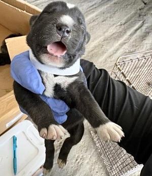 A660813, Labrador Retriever, puppy, available for adoption