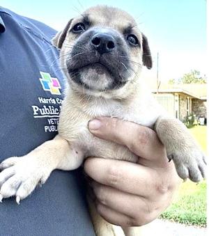 A661933, Labrador Retriever, puppy, available for adoption