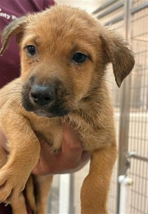 A656833, Pit Bull Terrier, puppy, available for adoption