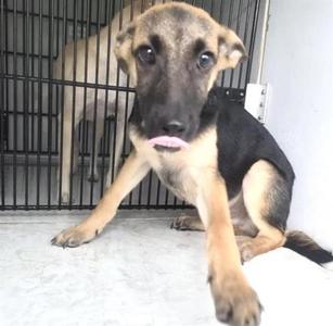 A659043, German Shepherd Dog, puppy, available for adoption