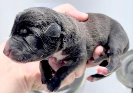 A657239, American Pit Bull Terrier, puppy, available for adoption