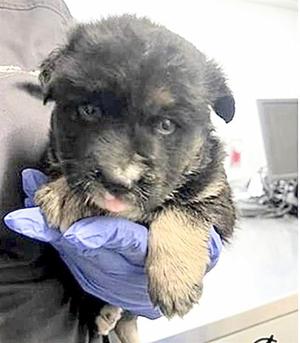 A658289, German Shepherd Dog, puppy, available for adoption