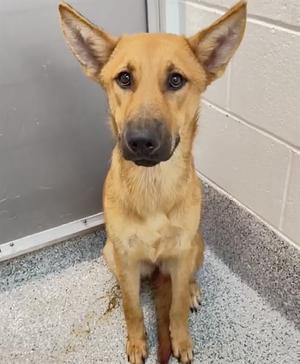 A light brown dog with pointed ears sitting on a gray floor in front of a white brick wall.