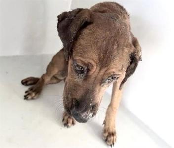 A661875, Labrador Retriever, young, available for adoption