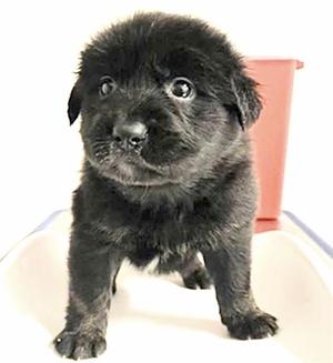 A658291, German Shepherd Dog, puppy, available for adoption