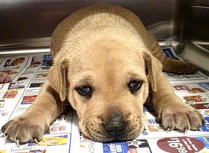 A661356, Staffordshire Bull Terrier, puppy, available for adoption