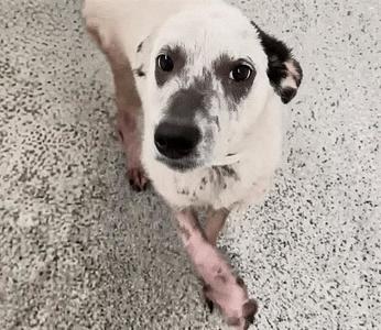 a white dog with black spots on its face and ears standing on a gray carpet