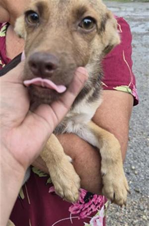 A659044, German Shepherd Dog, puppy, available for adoption