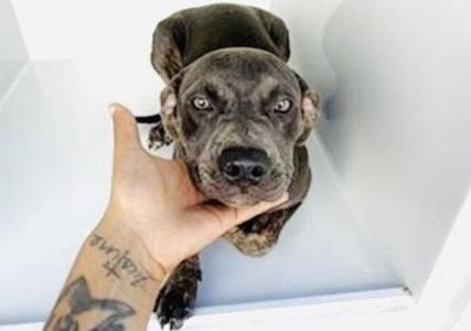 A661791, Pit Bull Terrier, young, available for adoption
