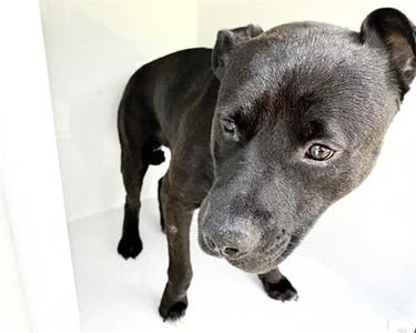 A658838, Pit Bull Terrier, adult, available for adoption