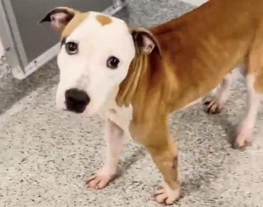 A659027, Boxer, adult, available for adoption