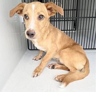 A658396, Rat Terrier, young, available for adoption