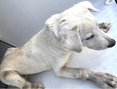 A white dog lying on a surface with its head turned to the side.