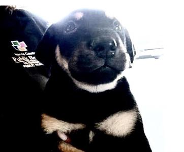 A656821, German Shepherd Dog, puppy, available for adoption