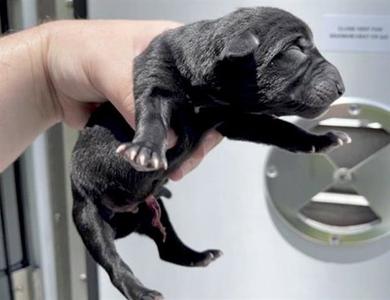 A657243, American Pit Bull Terrier, puppy, available for adoption