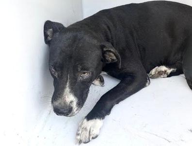 A661991, Pit Bull Terrier, adult, available for adoption