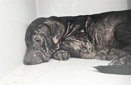 A661560, Pit Bull Terrier, adult, available for adoption