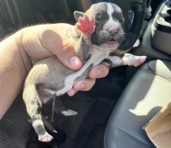 A657564, Husky, puppy, available for adoption