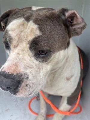 A659050, Pit Bull Terrier, adult, available for adoption