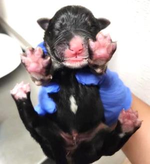 A658178, German Shepherd Dog, puppy, available for adoption