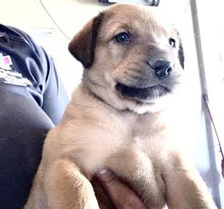 A656818, German Shepherd Dog, puppy, available for adoption