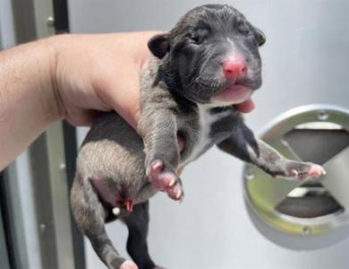 A657241, American Pit Bull Terrier, puppy, available for adoption