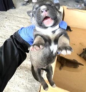 A660817, Labrador Retriever / Siberian Husky, puppy, available for adoption