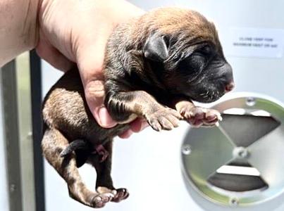 A657244, American Pit Bull Terrier, puppy, available for adoption