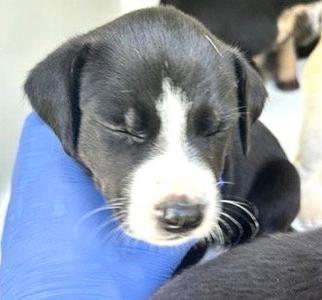 A661732, Labrador Retriever, puppy, available for adoption