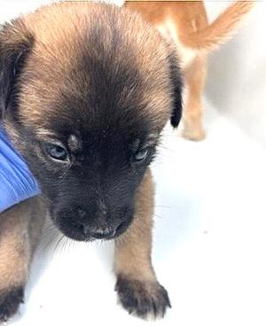 A661733, Labrador Retriever, puppy, available for adoption