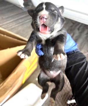 A660814, Labrador Retriever / Siberian Husky, puppy, available for adoption
