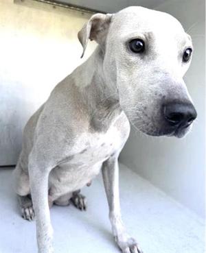 A light-colored dog sitting on a white surface, looking directly at the camera with a calm expression.