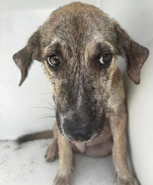 A661948, Plott Hound, puppy, available for adoption