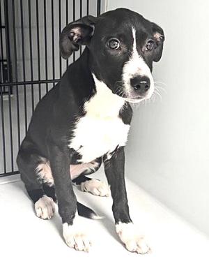 A658821, Labrador Retriever, puppy, available for adoption