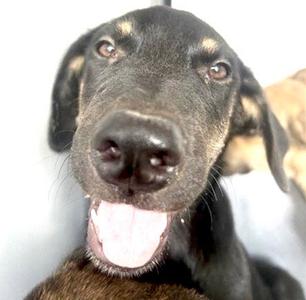 A661444, German Shepherd Dog, puppy, available for adoption