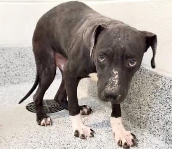 A658655, Labrador Retriever, young, available for adoption