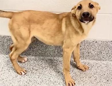 A657800, German Shepherd Dog, puppy, available for adoption