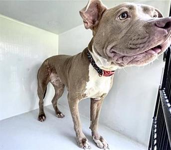 A658211, Pit Bull Terrier, young, available for adoption