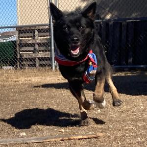 Goose, Mixed Breed (Medium), adult, available for adoption